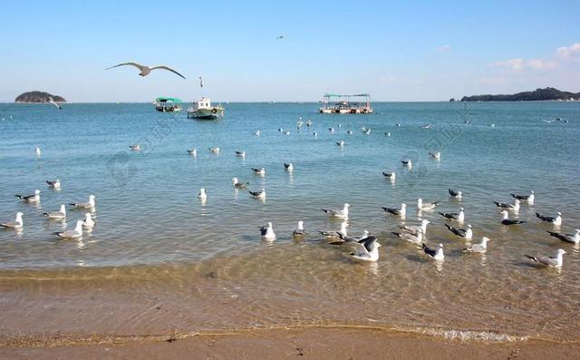 海 新增功能 海鸥 砂 海滩 西部海域 津 瑞安航空 羊群