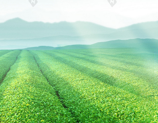 茶叶茶园H5背景