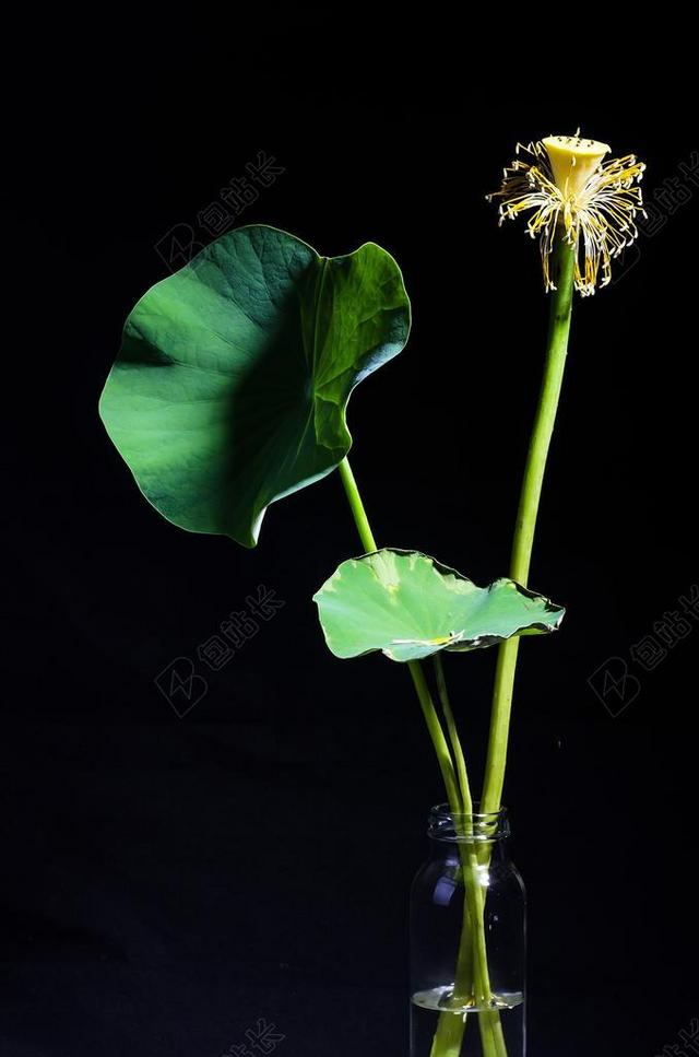 荷花 植物 盆栽 黑色背景 荷叶