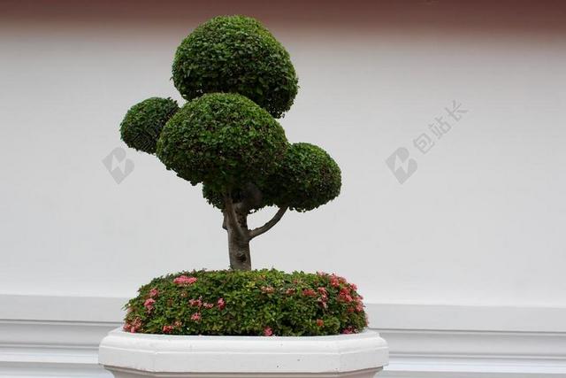 盆景 树  绿色 叶子 成长 盆栽的植物