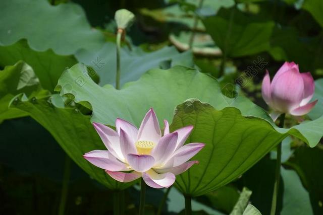 莲花 花 夏天 水