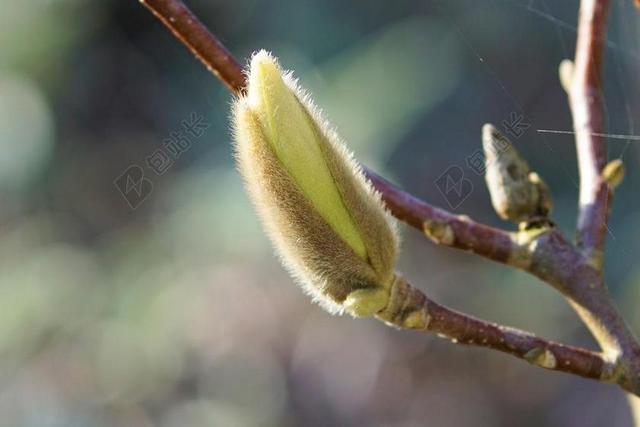 玉兰 芽 春天 厂 MAGNOLIENGEWAECHS 玉兰花