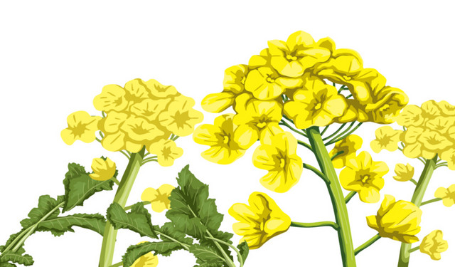 卡通黄色手绘油菜花