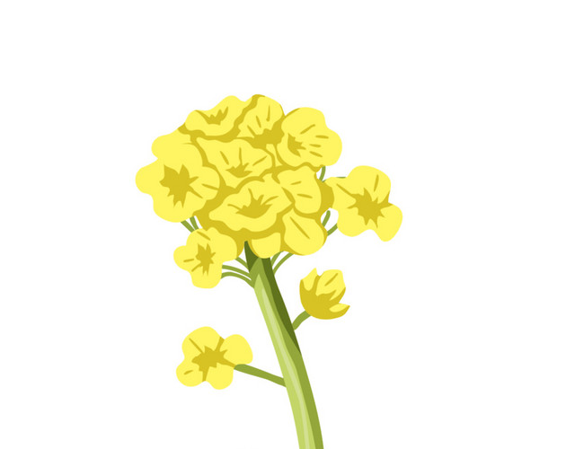 一小颗油菜花