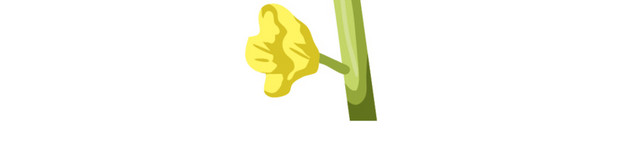 一小颗油菜花