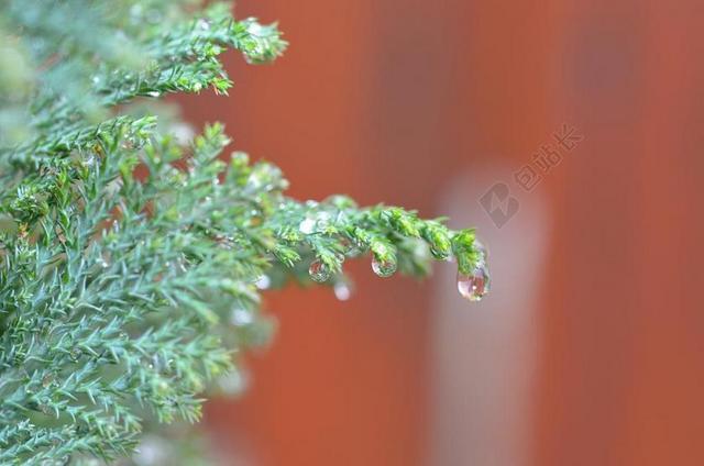 绿色植物雨后水滴露珠背景图片