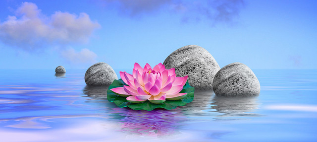 清新荷花石头背景BANNER