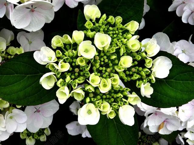 自然植物鲜花花朵盛开花束背景图片
