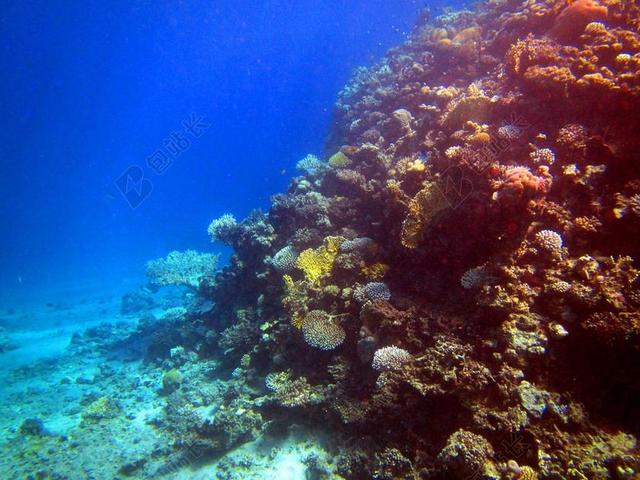 红海 珊瑚 鱼 埃及 跳水 水下 海底世界