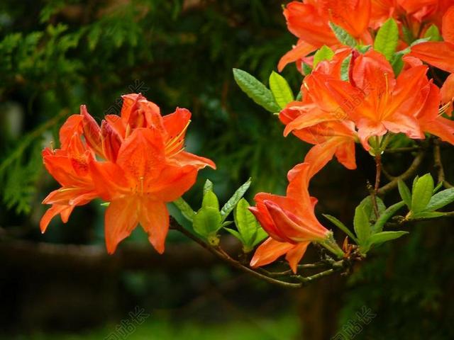 开花 花园 鲜花 厂 花 春天 盛开 关闭 性质 对比