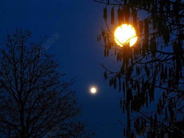 月亮 月亮照耀 月光 路灯 榛子 树 枝杈 夜 侧影 光
