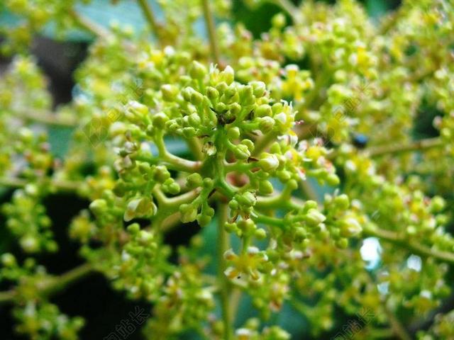 芒果 鲜花 植物 绿色 黄色