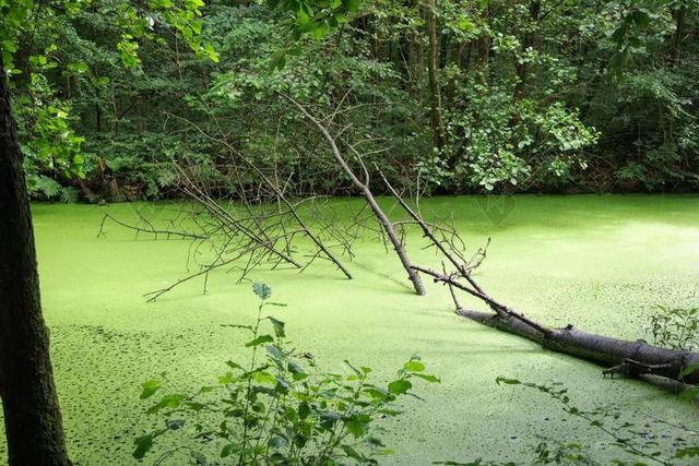 沼泽 WATERLOOPBOS 水 树 浮萍 湿地