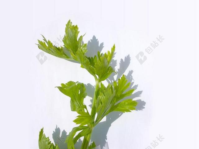 蔬菜 材料 绿色 芹菜 食品