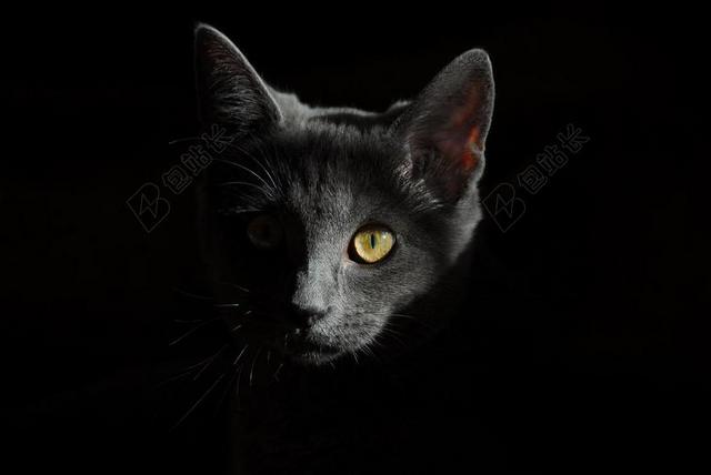 猫咪 动物 猫 猫的肖像 猫脸 国内的猫 猫眼