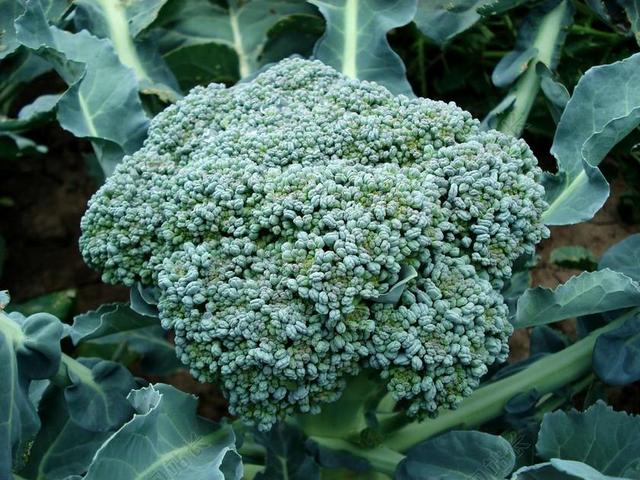 西兰花 植物 绿色 食品 有机 自然 蔬菜