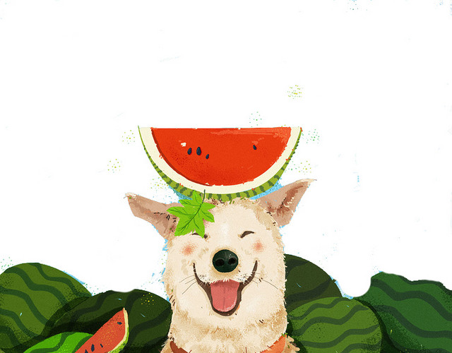 吃西瓜的柴犬