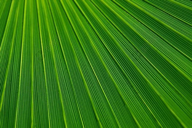 抽象 背景 植物学 颜色 详细 叶子 绿色 叶 线路 特写