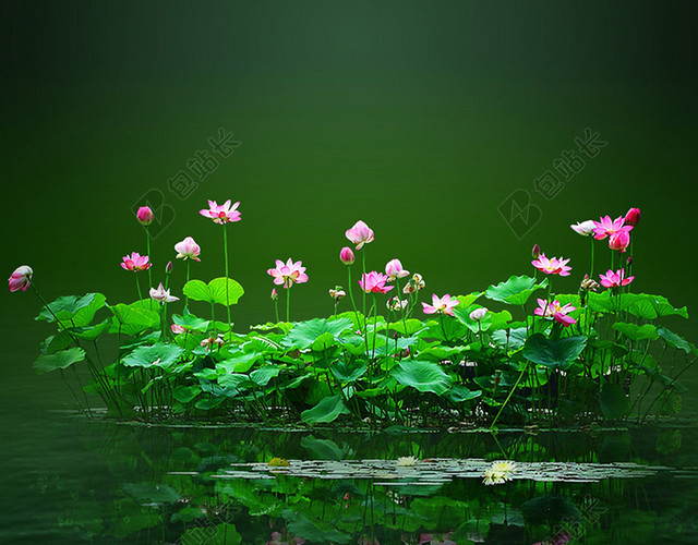 荷塘美景
