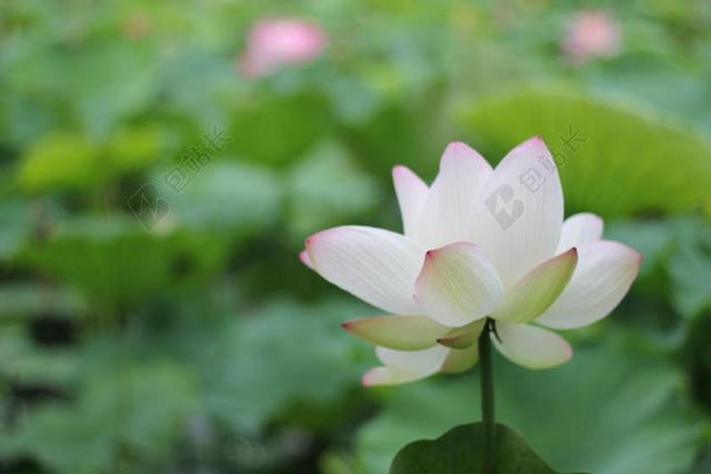 旅游自然植物园的荷花池背景图片