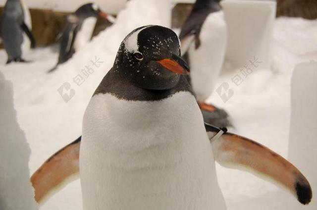 企鹅 巴布亚企鹅 水族馆