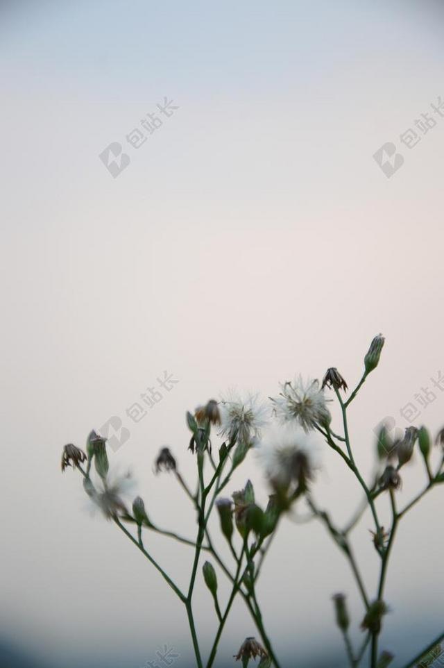 草 摄影 自然 植物 花 白色 绿色 风景 花草 仰望