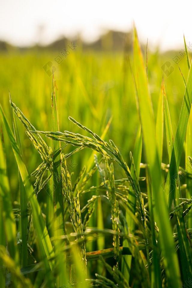 水稻 原野 农场 自然 植物 亚洲 农业 绿色 食品 农村