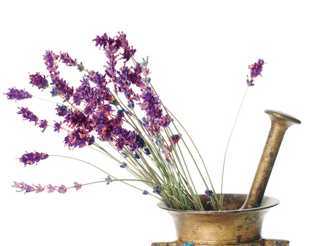 薰衣草花素材