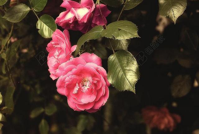 玫瑰 花 花卉园 粉红色的玫瑰 蔷薇 花园 花园里的 叶子
