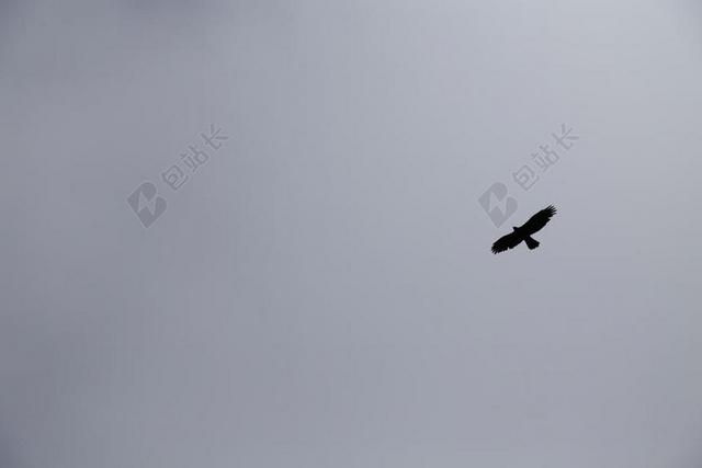 天空 雄鹰 黑白 翅膀 飞行