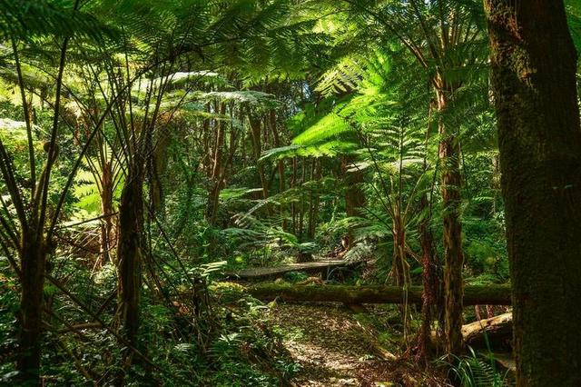 蕨类植物 树蕨 澳大利亚 悉尼 雨林 树 有机 农业 户外