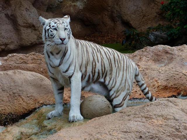 白色的孟加拉虎 虎 捕食 猫 危险 野猫 大猫 王老虎