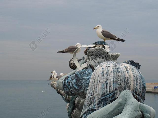 大连 海鸥 停驻 老虎滩海洋公园 魔幻