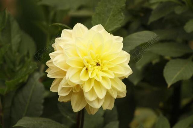 花 巨大的花 植物 黄色 宏 花卉夏天 牡丹木