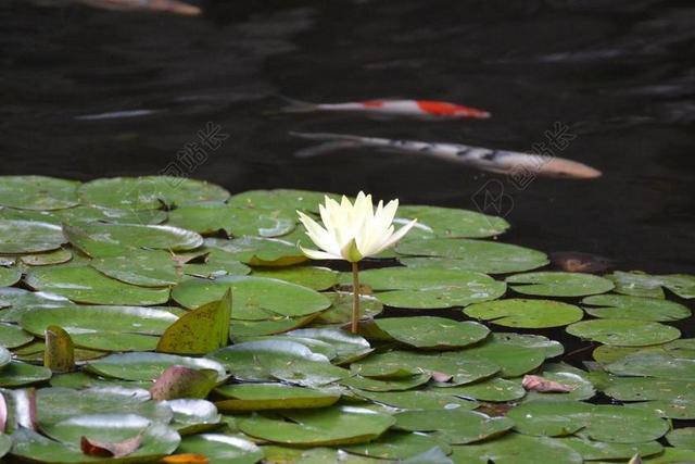 睡莲 池塘 水生植物 独独黄 池塘植物