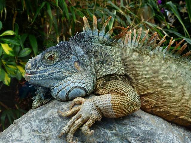 绿鬣蜥 鬣蜥 鬣蜥鬣蜥 IGUANIDAE 生物 蜥蜴 爬行动物