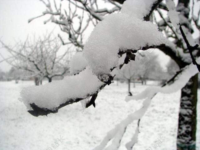 白色旅游自然雪地树枝农村背景图片