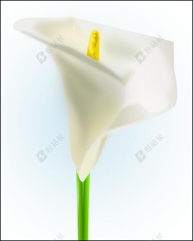 马蹄莲 白 花 开花 花的 静物 抽象 绿茎 阿鲁姆百合