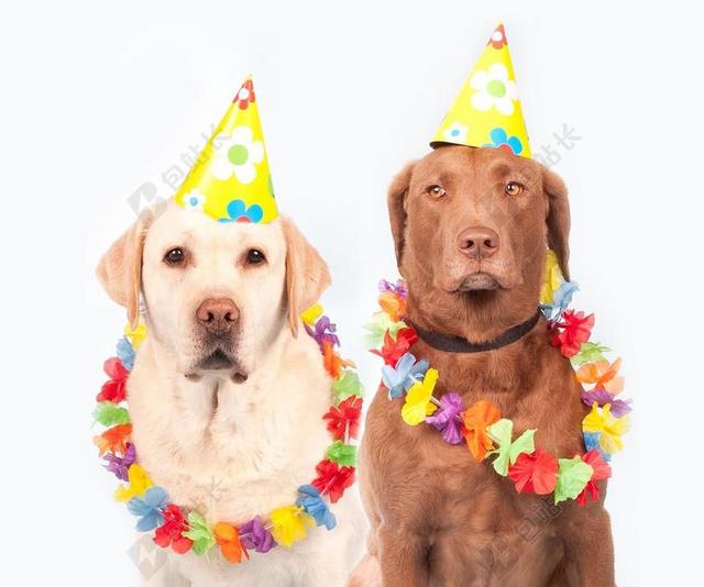 摄影搞笑狗狗过生日宣传背景图片