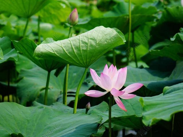 荷花 风景 风光