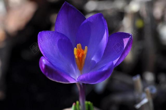 藏红花 花 开花 厂 春天的花 紫 春天的预兆 早布卢默
