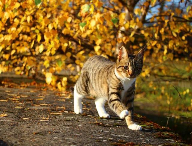 猫 秋季 鲭鱼 小猫 猫宝贝 国内的猫 性质 MIEZE