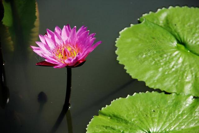 莲花 池 叶 自然 花 夏天 绿色 粉红色 花园 湖