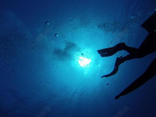 跳水 脚蹼 游泳 水下 潜水员 动物