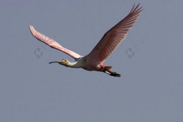 琵鹭 飞行 野生动物 鸟 自然 跋涉 水 翅膀 天空 蓝色