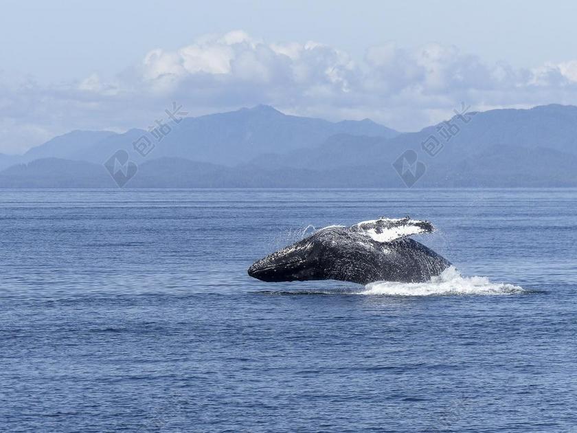 座头鲸 自然奇观 自然 哺乳动物 动物 野生动物 跳跃 巨人
