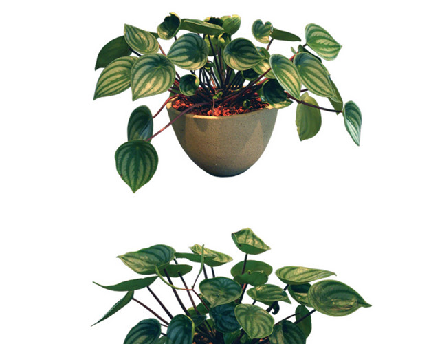 绿色植物