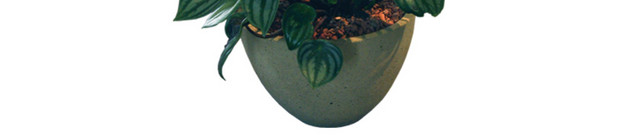 绿色植物