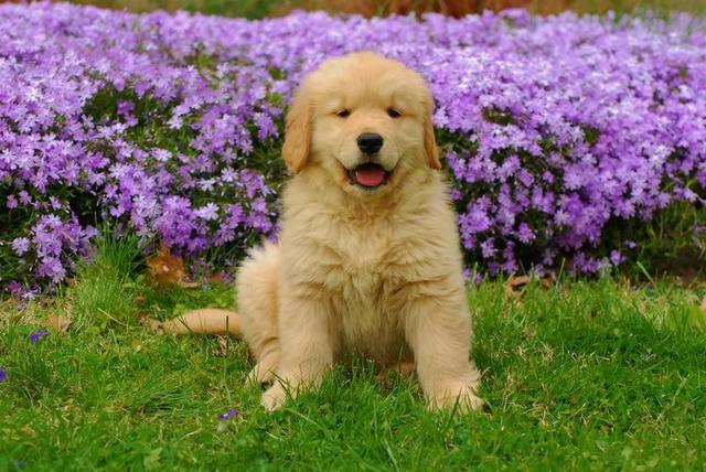 金毛寻回犬 夏天 宠物 动物 朋友 户外 好玩 可爱 家养
