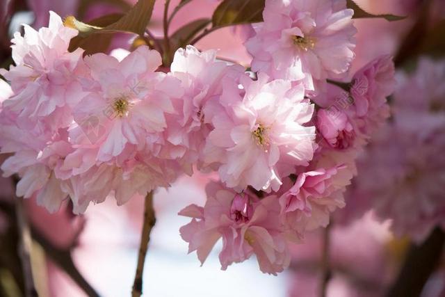 日本樱花 梅花石楠 温室玫瑰 开花 春天 鲜花 日本樱花盛开